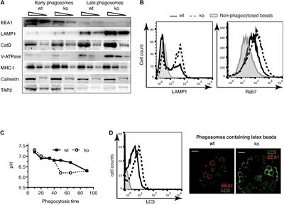 IRAP Endosomes Control Phagosomal Maturation in Dendritic Cells